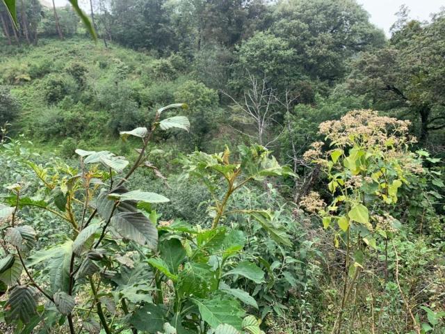 Terreno en venta en Teziutlán, Puebla