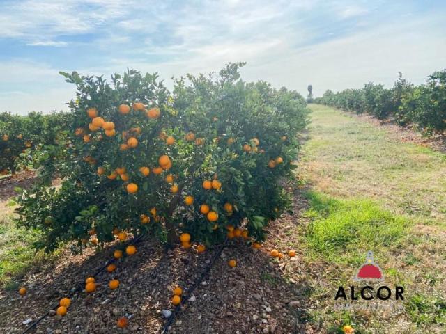 Terreno en venta en Traiguera