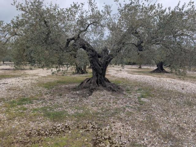 Terreno en venta en el Baix Maestrat, Valencia