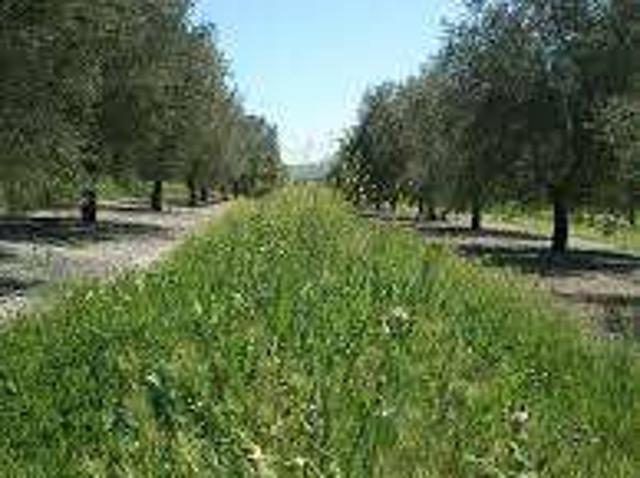 Terreno en venta en Villanueva De La Reina, Andalucía