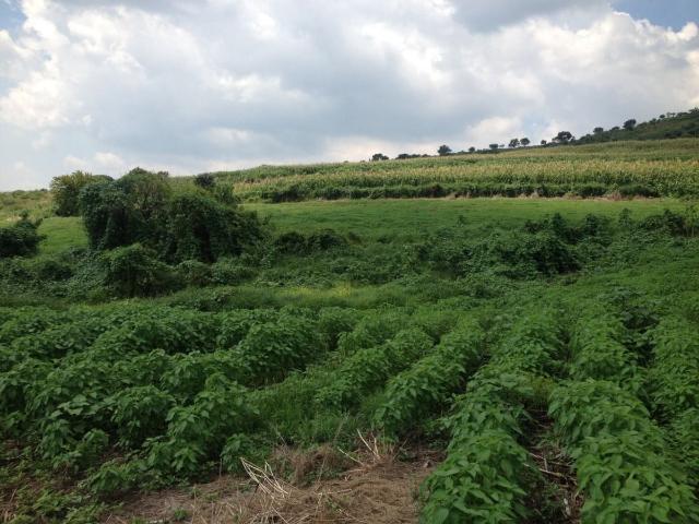 Rancho en venta en Zapotlanejo, Jalisco