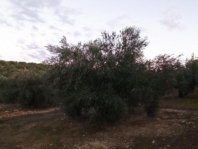 Terreno en venta en Mengíbar, Andalucía