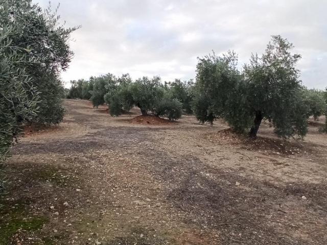 Terreno en venta en Baeza, Jaén