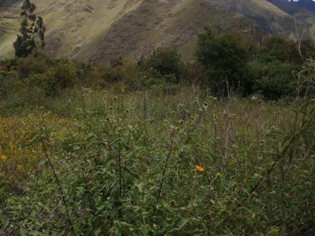 Terreno en zona céntrica de 2351 m² cerca al tren en Ollantaytambo, Cusco