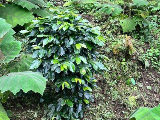 Terreno enVenta Pueblo Mágico, Puebla