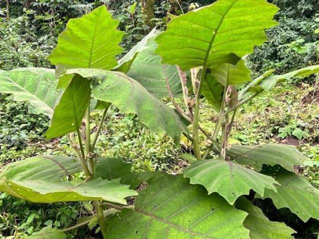 Terreno enVenta Pueblo Mágico, Puebla