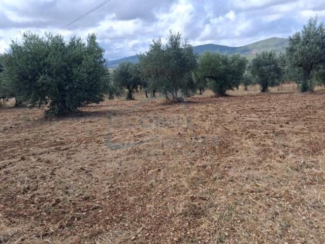 Terreno venda em Gouxaria, Alcanena