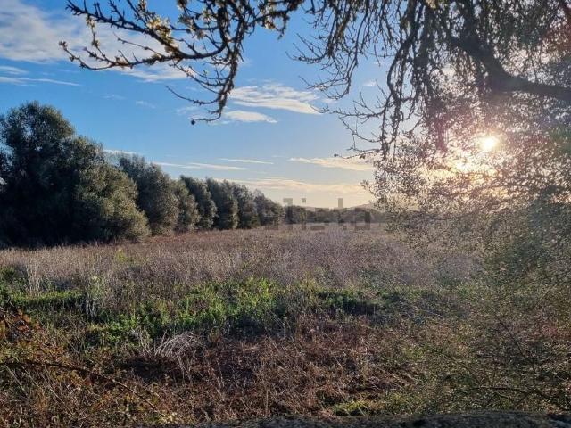 Terreno en venta en Son Mesquida, Migjorn