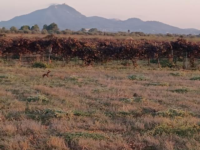 Terreno en venta en Migjorn, Baleares