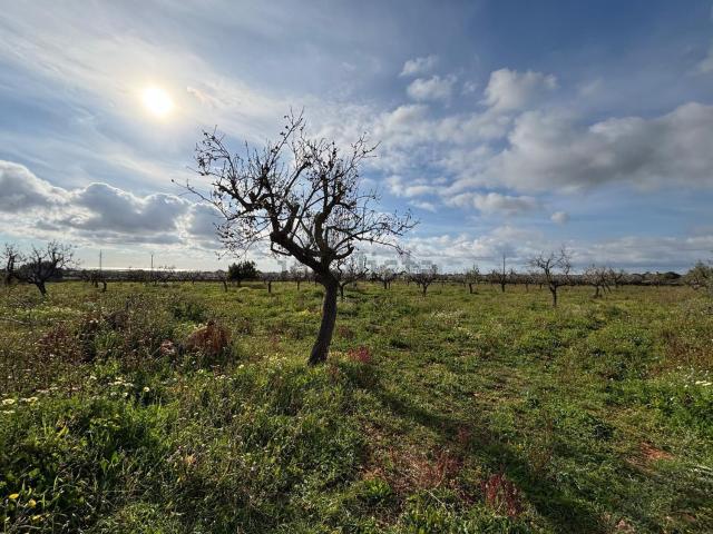 Terreno en venta en s'Horta, Migjorn