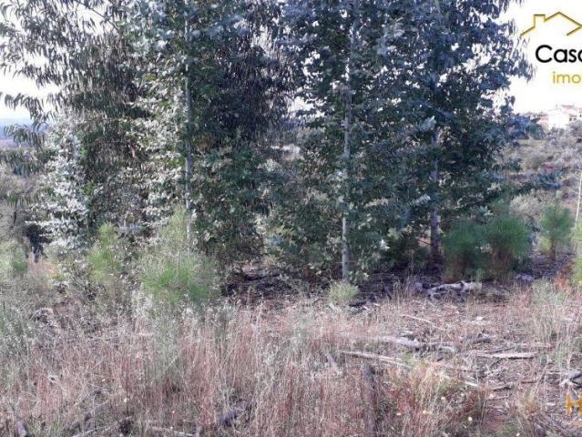 Terreno venda em Castelo Branco, Cumeada