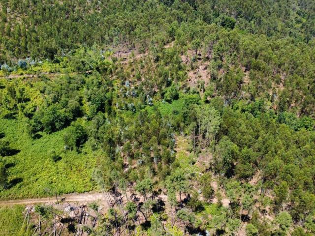 Terreno venda em Castelo Branco, Cumeada