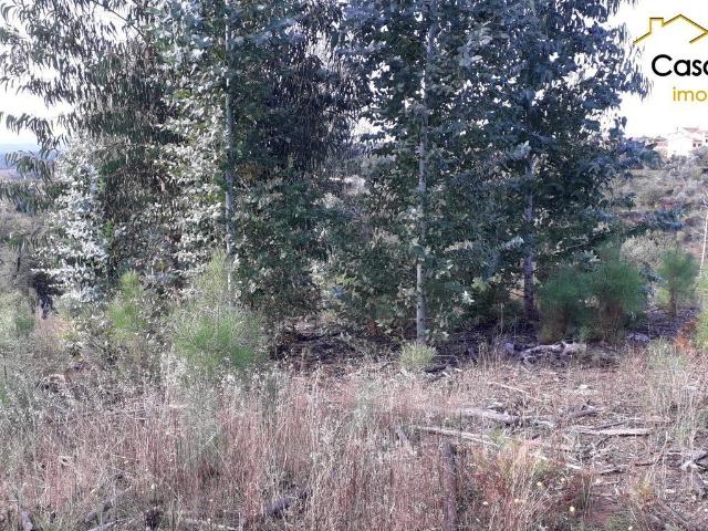 Terreno venda em Castelo Branco, Cumeada