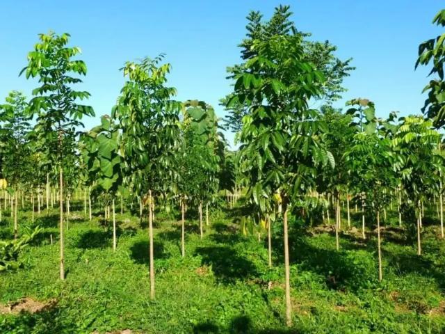 Terreno en venta en Cárdenas, Tabasco