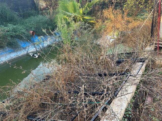 Terreno en alquiler en el Baix Segura / La Vega Baja, Valencia