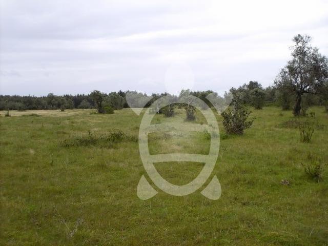 Terreno venda em Montemor-o-velho, Coimbra
