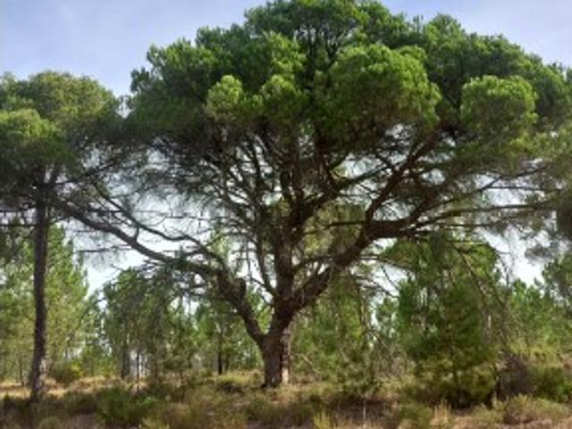 Terreno venda em Grândola, Setúbal
