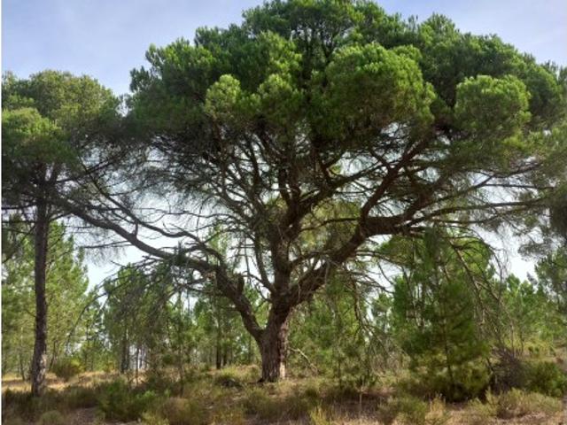 Terreno venda em Alcácer Do Sal, Setúbal