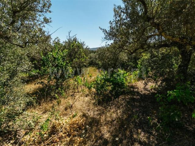 Terreno venda em Castelo Branco, Aldeia Nova Do Cabo