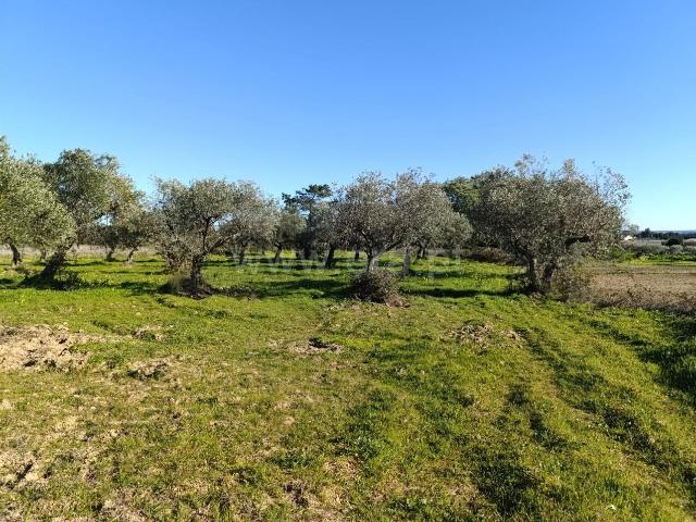 Terreno venda em Castelo Branco, Aldeia Nova Do Cabo