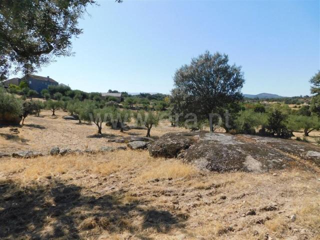 Terreno venda em Castelo Branco, Aldeia Nova Do Cabo