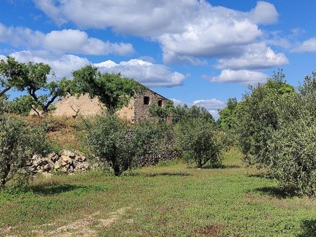Terreno en venta en Ribera d'Ebre, Catalunya