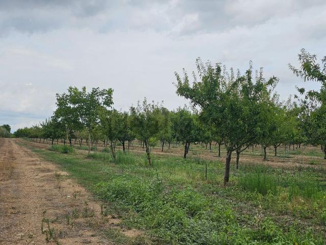 Terreno en venta en Ginestar, Tarragona