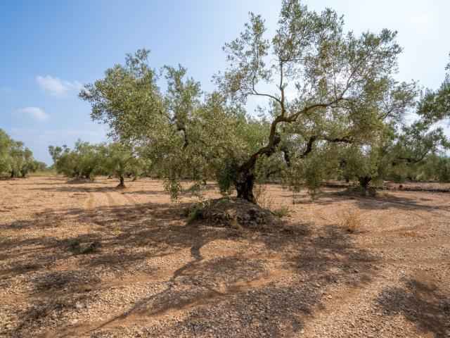 Terreno en venta en Montsià, Catalunya
