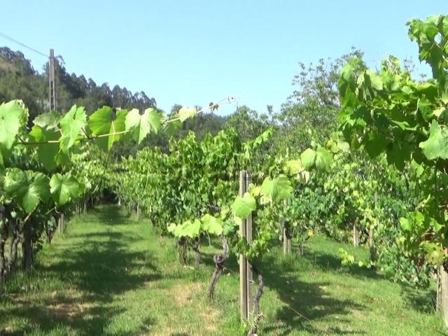 Terreno en venta en Vilaza, Vigo