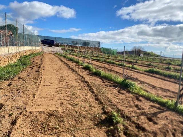Terreno en venta en Charco del Pino, Granadilla de Abona
