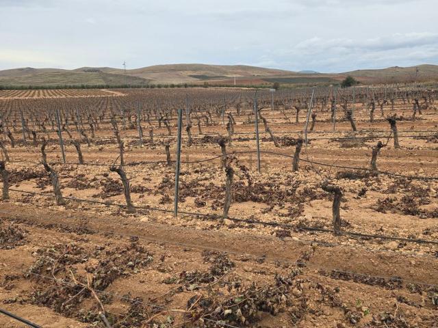 Terreno en venta en Granátula De Calatrava, Castilla-La Mancha
