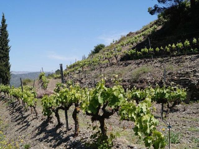 Terreno en venta en Gratallops, Tarragona