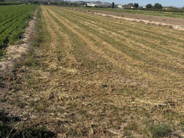 Terreno en venta en el Baix Segura / La Vega Baja, Valencia