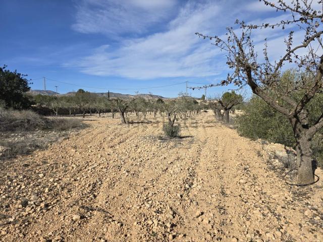 Terreno en venta en el Fondó de les Neus / Hondón de las Nieves, Alacant / Alicante