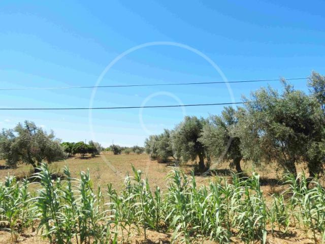 Terreno venda em Arraiolos, Igrejinha