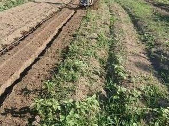 Terreno in affitto a Acerra, Campania