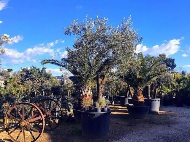 Terreno in affitto a Borgo Piave, Latina