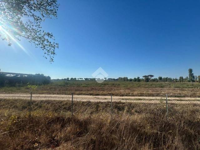 Terreno in affitto a Nettuno, Roma Capitale