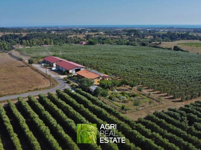 Terreno in affitto a Pomezia, Roma Capitale
