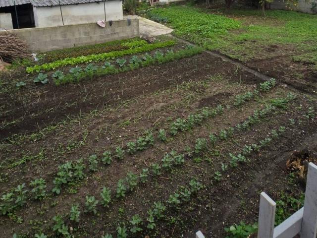 Terreno in affitto a Casalanno, Quarto