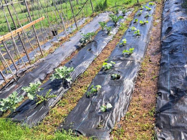 Terreno in affitto a Falcognana, Roma Capitale
