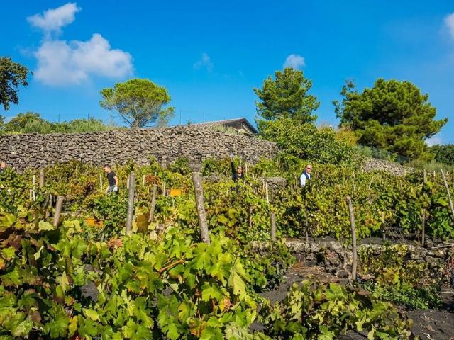 Terreno in affitto a Pedara, Sicilia
