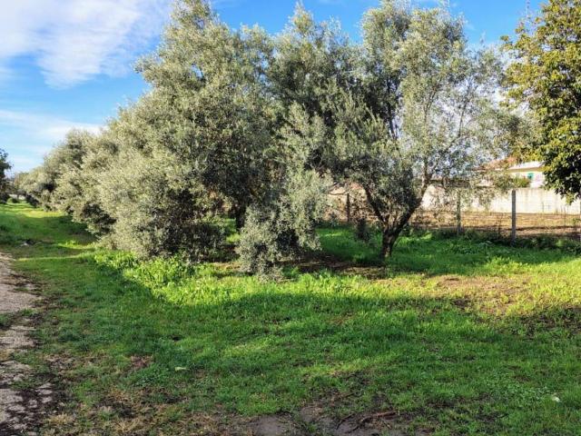 Terreno in vendita a Acerra, Campania