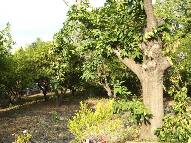 Terreno in vendita a Aci Bonaccorsi, Sicilia