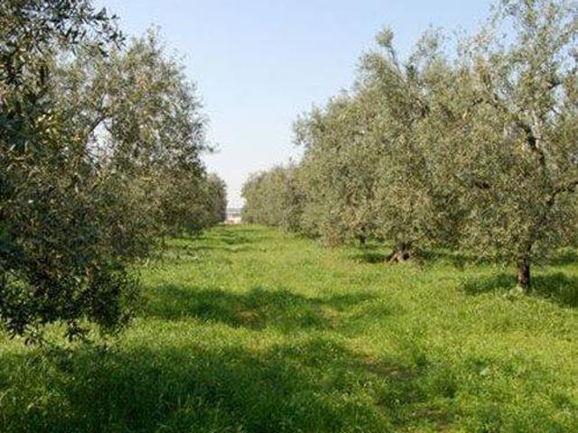Terreno in vendita a Acuto, Lazio