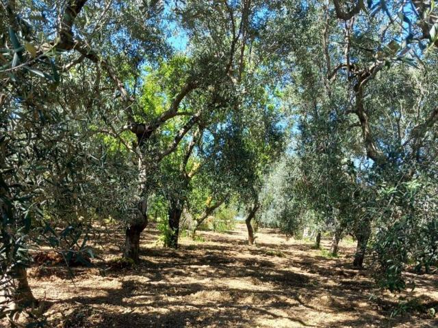 Terreno in vendita a Puglia, Bari