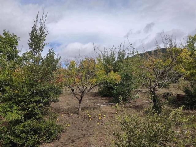 Terreno in vendita a Adrano, Sicilia