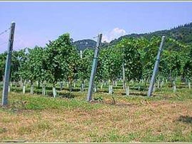 Terreno in vendita a Affi, Veneto