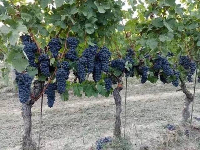 Terreno in vendita a Piemonte, Asti