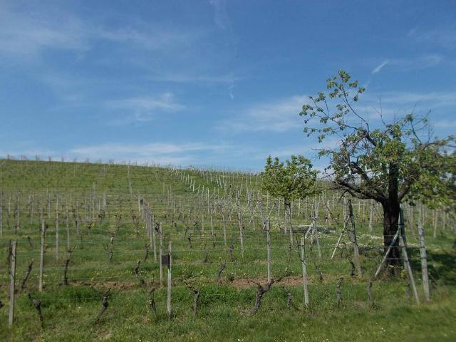 Terreno in vendita a Piemonte, Asti